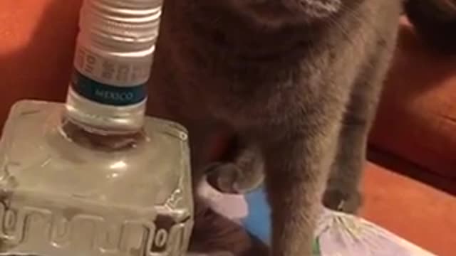 cat and tequila