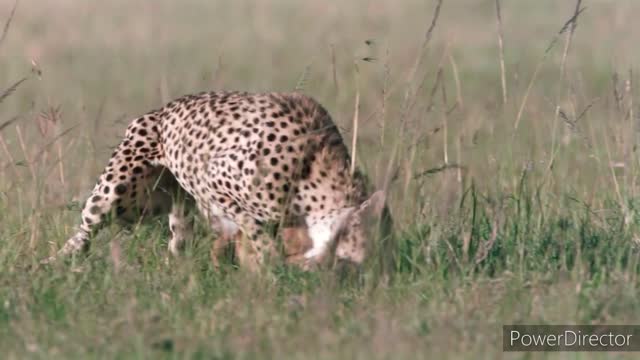 Cheetah running movement