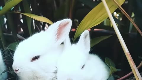 Adorable Rabbit Moments That Will Melt Your Heart! 🐇