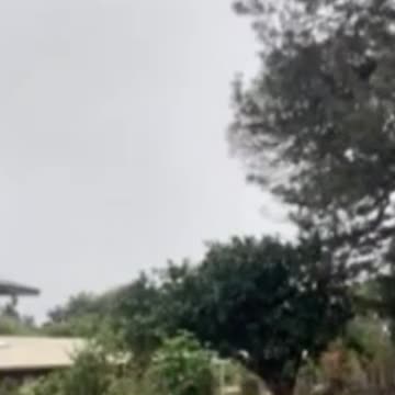 Adorably Cute Kittens & Pups 2021 (3)