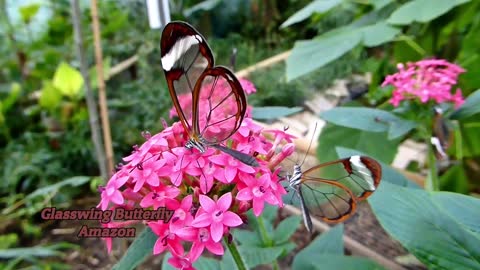 Lovely Rainforest Butterflies