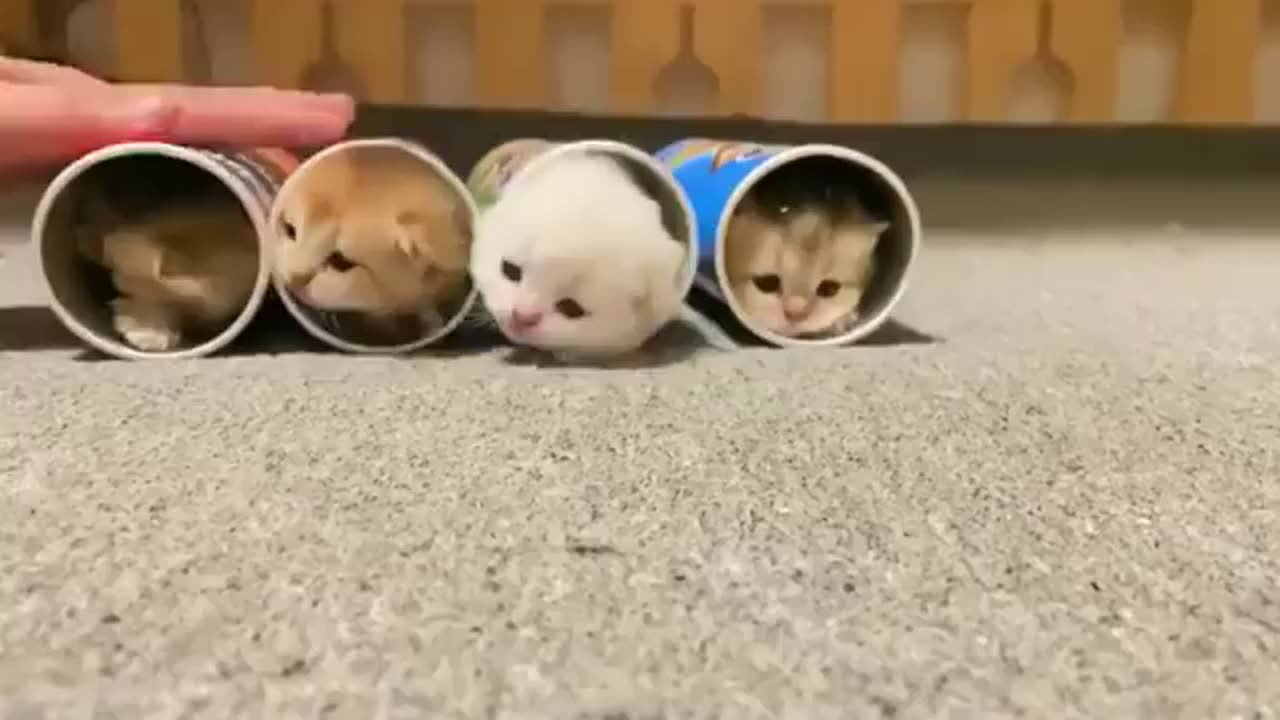 Kitten in a treat container