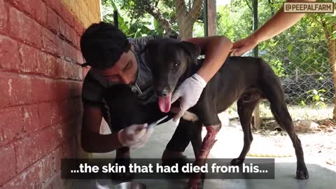 Pig trap ripped this dogskin now he is looking for home