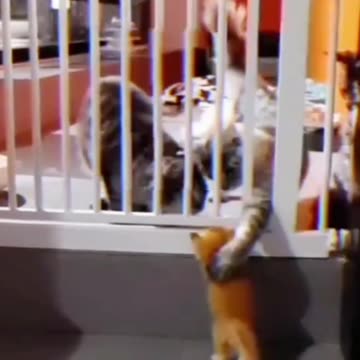 The kitten was advised by his older brother