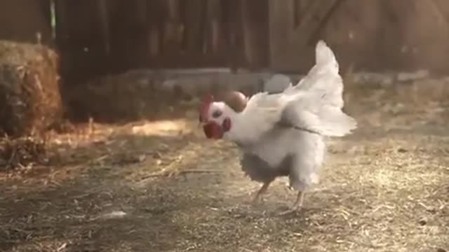 Chicken doing football trick