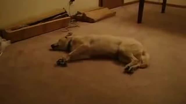 Dog dreaming that he is running