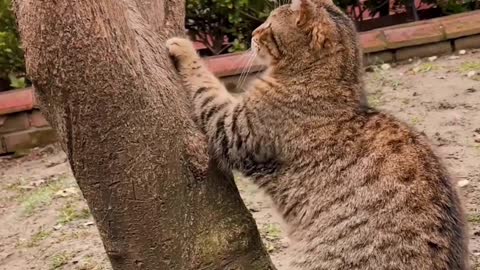 Cute cats that are happy and play fun
