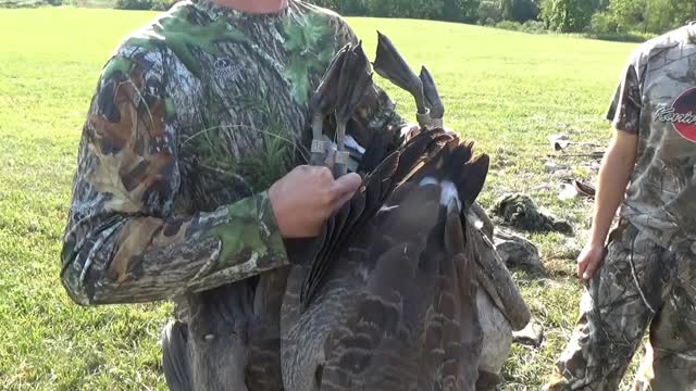 Early Season Goose Hunting Pennsylvania 2016