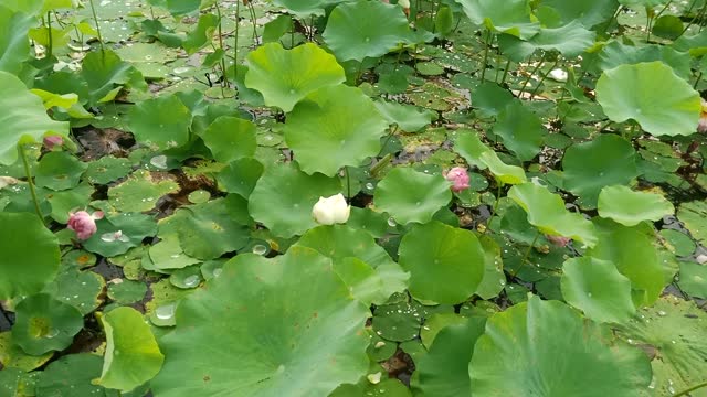 This lotus is a curious white