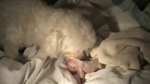 Dog Birth