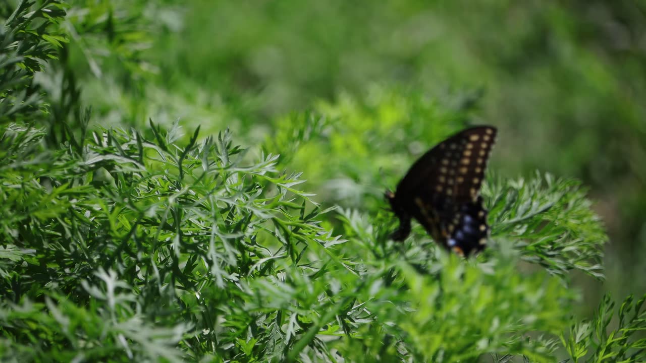 Black Swallowtail Butterfly on Carrot Greens