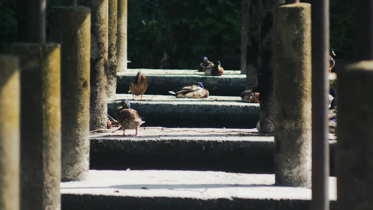 Ducks relaxing