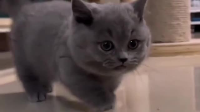 Must cute cat baby playing video