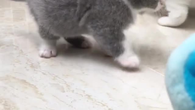 There are many cats here.