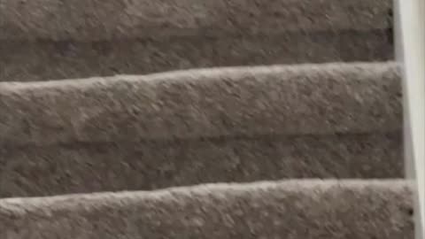 Cute Precious Piper is Watching Again - Adopting a Cat from a Shelter Vlog