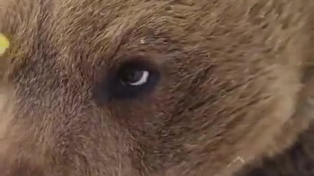 A bear eating a pear like he just don't care.