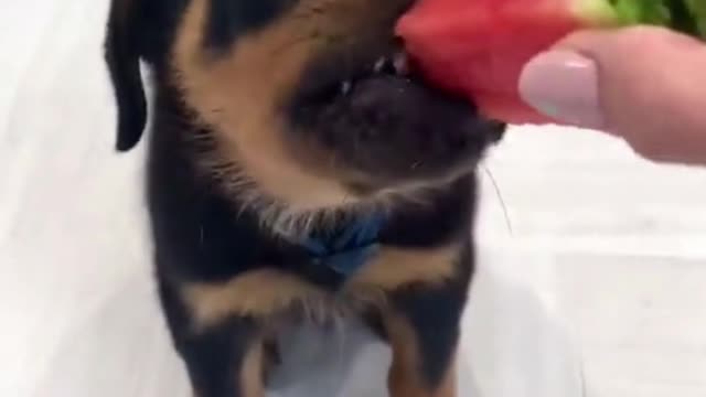 The new dog pet gets used to eating fruits and he eats fruits with great pleasure.