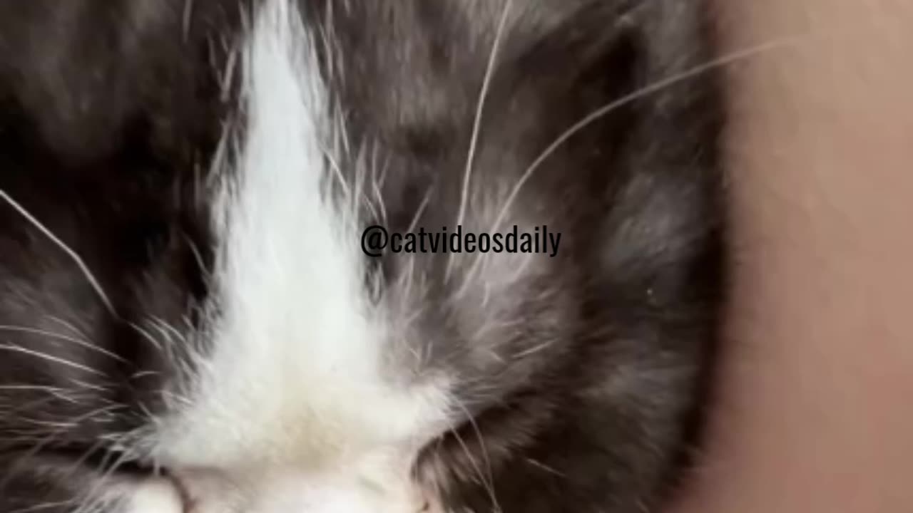 Sleeping Cat Video