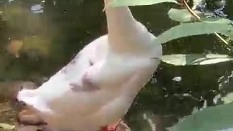 White goose about to swim