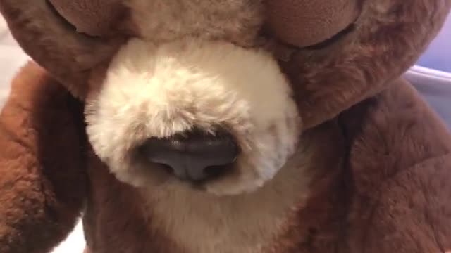 Very cute bear