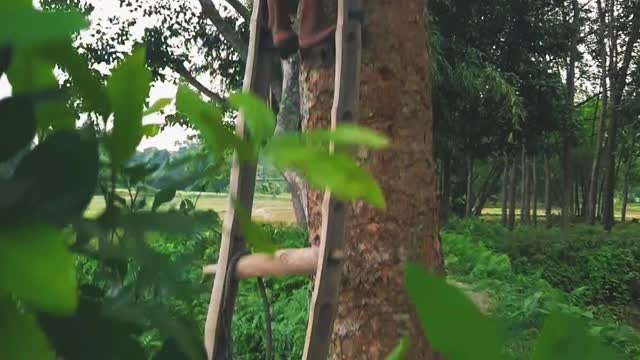 Parrot Chicks Rescued from Compromised Nest