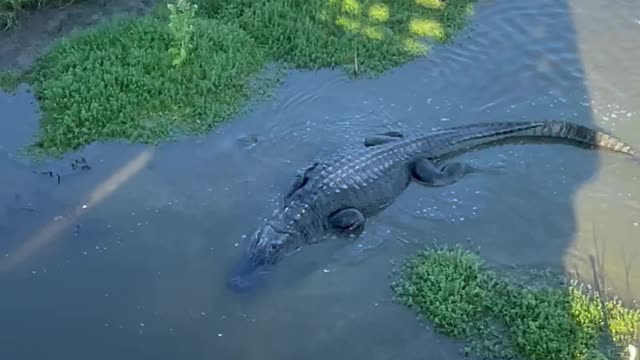 HUGE ALLIGATOR!