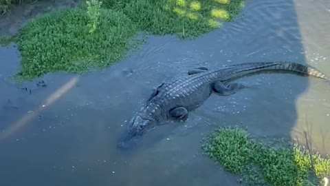 HUGE ALLIGATOR!