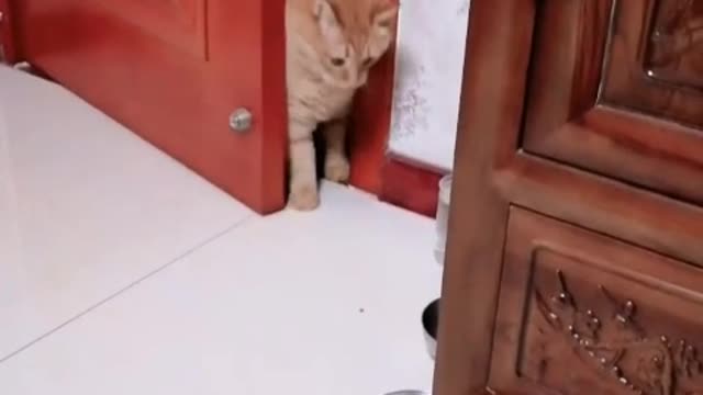 Cute Kitty