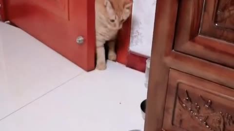 Cute Kitty