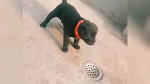 Dog video