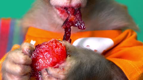 Funny Monkey is eating Juicy Plum