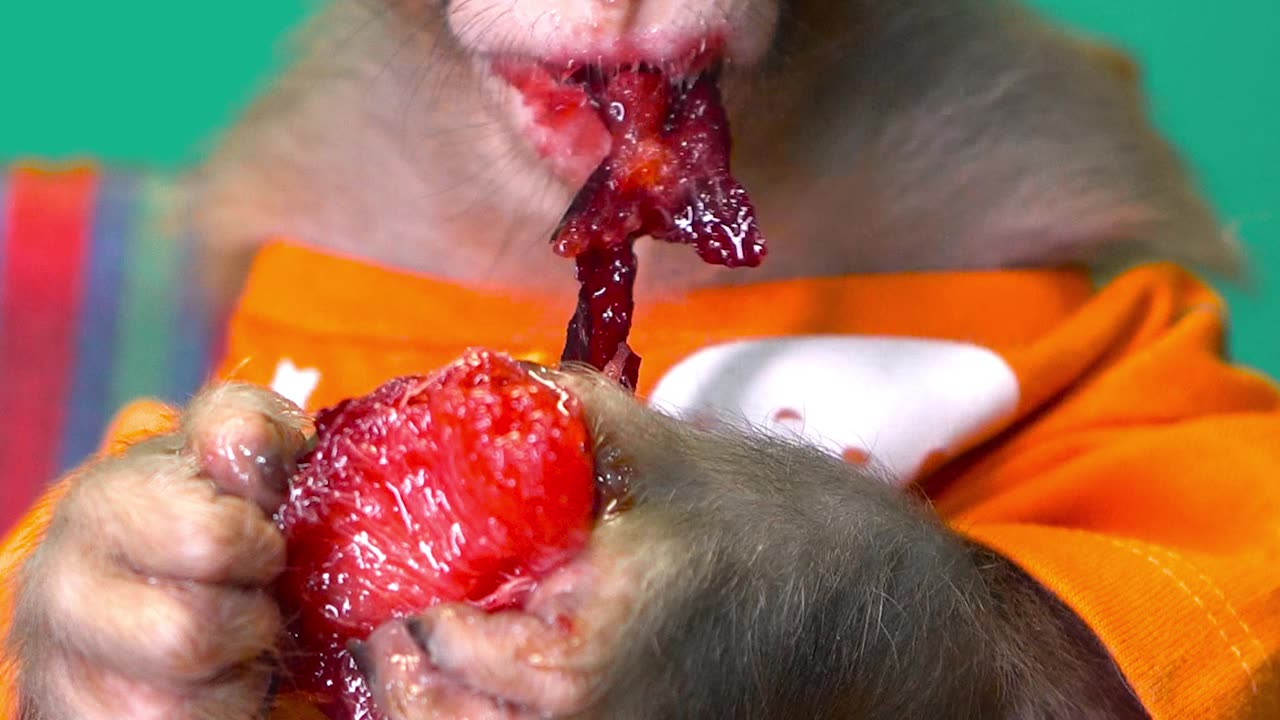 Funny Monkey is eating Juicy Plum