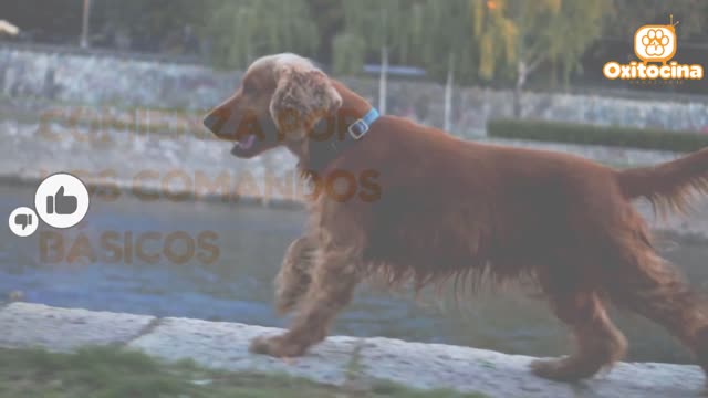 7 CONSEJOS PARA ENTRENAR A TU COCKER SPANIEL