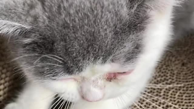Of pet cats