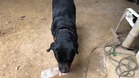 Playful rottweiler