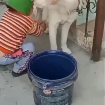 "Dogs & Babies: The Cutest Comedy Duo!"