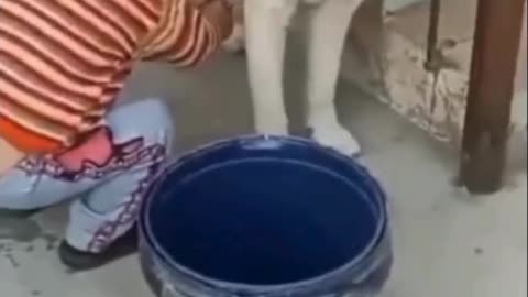 "Dogs & Babies: The Cutest Comedy Duo!"