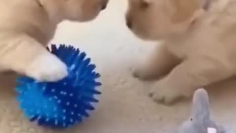 😍😻Funny and cute dogs 🐶vedio😁