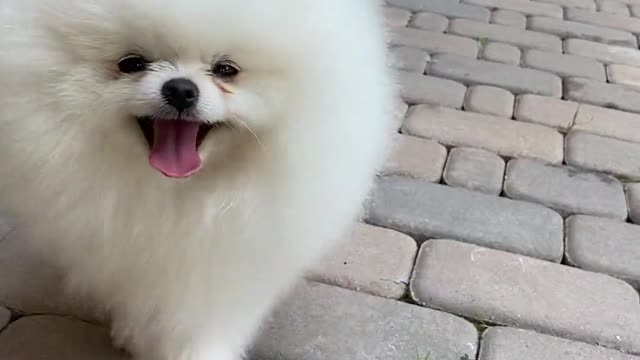 Cute white dog