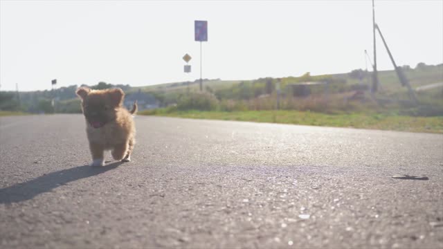 Let's go for a walk with the baby dog.