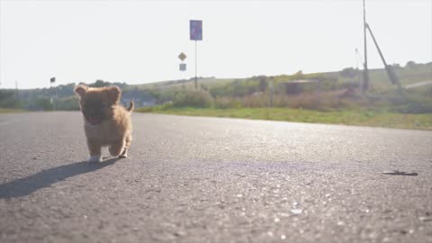 Let's go for a walk with the baby dog.
