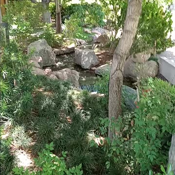 Phoenix Arizona Japanese Friendship Garden