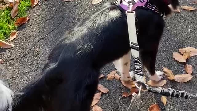 Border collie sisters enjoying a fall walk