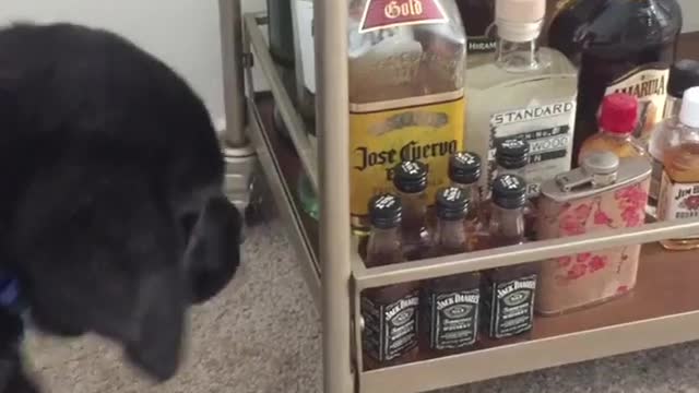 Collab copyright protection - lab puppy tries to pull alcohol