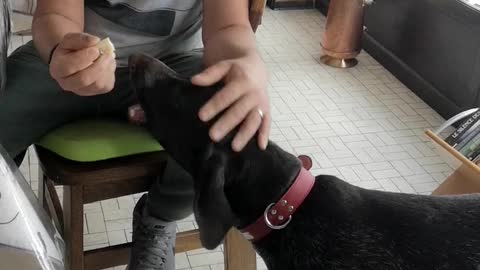 Cachorro comendo banana