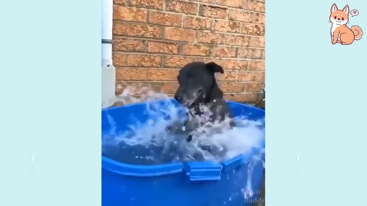 Dogs🐶funny😂