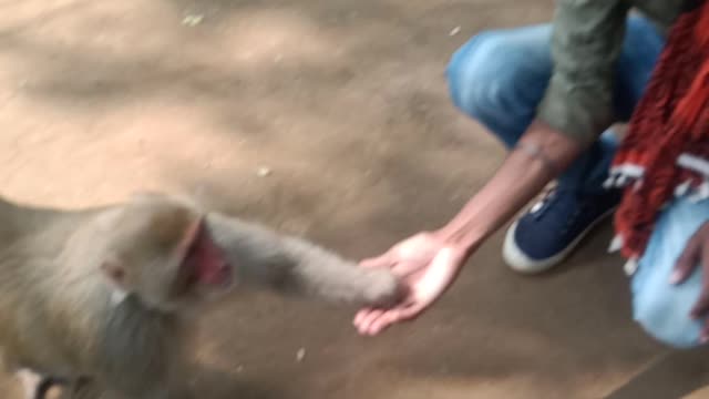 Monkey lover