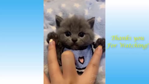 Cute Pets And Funny Animals Compilation Vol 1