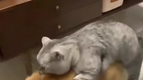 Funny cat