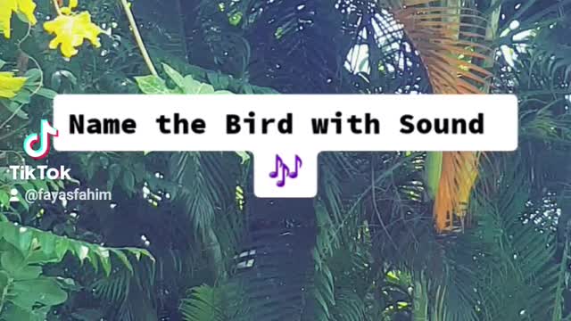 Relax Bird sound